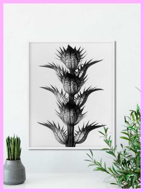 Plant Study #1 - Karl Blossfeldt Botanical Nature 1928 Vintage Printable Decor Wall Art Digital Download - image 1