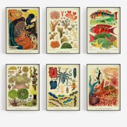 Coral Reef Set Of 6 Prints, Colorful Sea Fish, Classroom Decor, Educational Wall Art, Summer Ocean Gallery, Botanical Algae Poster, Digital - thumbnail 2