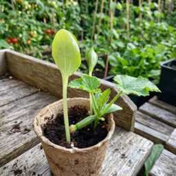 Personalised Magic Beans Pumpkin Courgette Grow Your Own Beanstalk Bean Eco-Friendly Summer Fun Stocking Filler - thumbnail 3