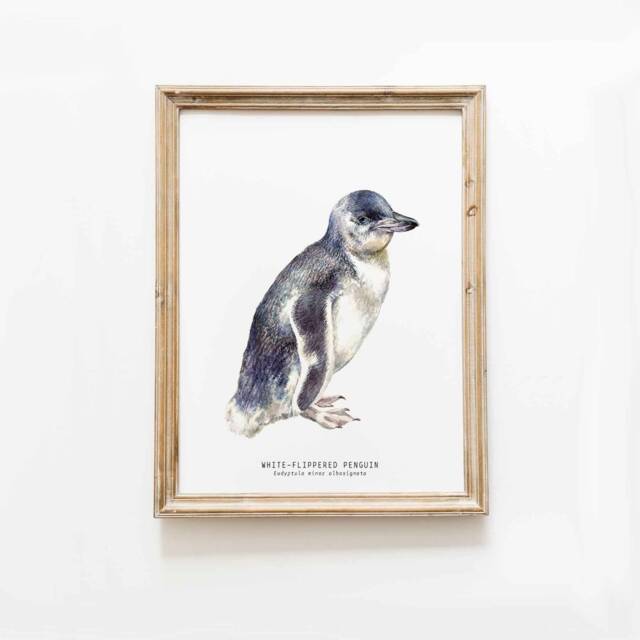 White-Flippered Penguin Art Print - Oceanic Beach Watercolour Painting Nursery, Living Room D??cor Gift 8x10 Eudyptula Minor Albosignata - image 1