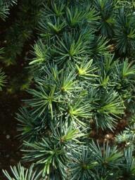 Cedarwood Scented Candle, Natural Vegan Masculine Fragrance - thumbnail 3