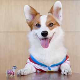 Waldo Corgi - thumbnail 2