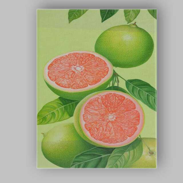 Pink Grapefruit Citrus Botanical Illustration Canvas Wall Art Print Decor Picture Ready To Hang - image 1
