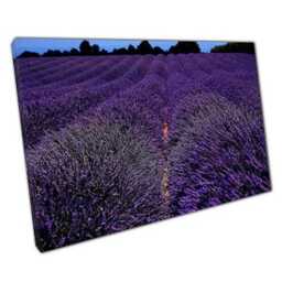 Vibrant Lavender Field Canvas Art Ready-To-Hang Wall Decor For Home & Office Spaces - thumbnail 1