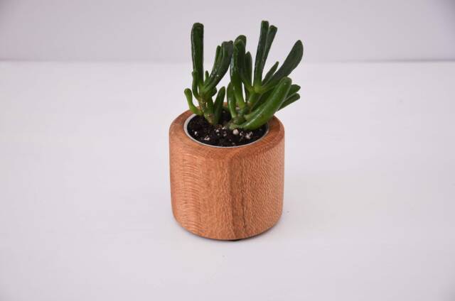 Short Succulent Planter, Crafted From Nsw Oak, Christmas Gift, Indoor Planter, Desk Plant, Homeware, Accessories, Made in Australia - image 1