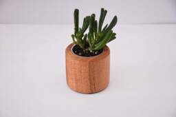 Short Succulent Planter, Crafted From Nsw Oak, Christmas Gift, Indoor Planter, Desk Plant, Homeware, Accessories, Made in Australia