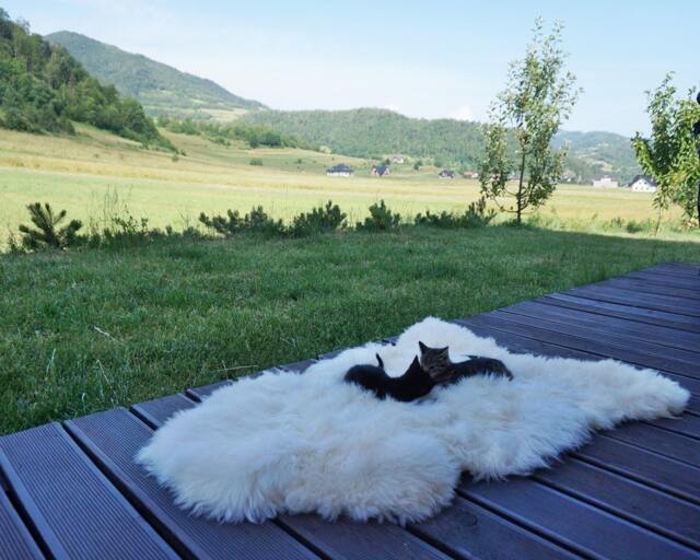 Original Big Xl White Genuine Natural Sheepskin Rug Exclusive Rug, Large Cat Bed, Woolen Bed Mat, Pet - image 1