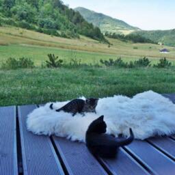 Original Big Xl White Genuine Natural Sheepskin Rug Exclusive Rug, Large Cat Bed, Woolen Bed Mat, Pet - thumbnail 2