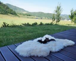 Original Big Xl White Genuine Natural Sheepskin Rug Exclusive Rug, Large Cat Bed, Woolen Bed Mat, Pet - thumbnail 1