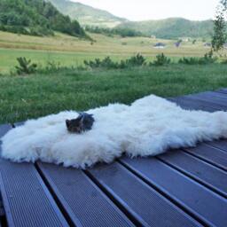 Original Big Xl White Genuine Natural Sheepskin Rug Exclusive Rug, Large Cat Bed, Woolen Bed Mat, Pet - thumbnail 3