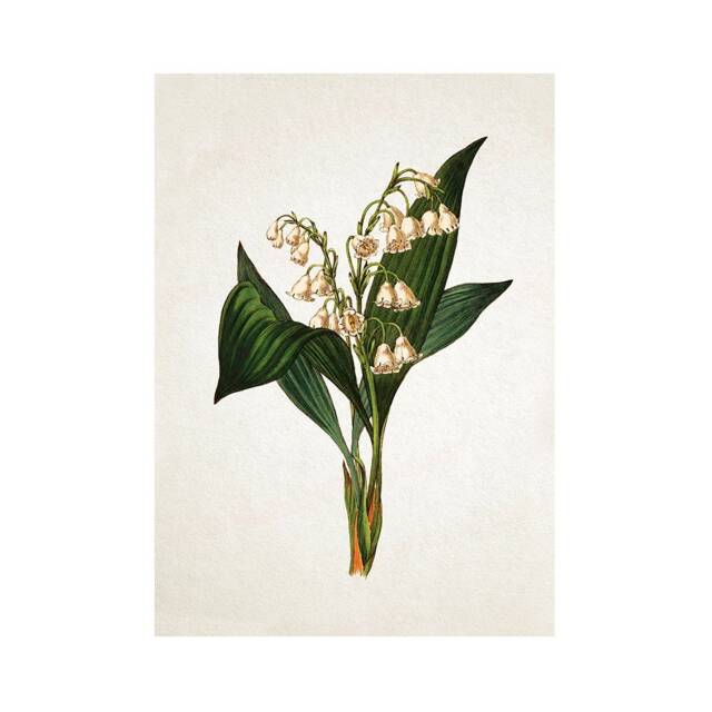 Antique Botanical Art Print Poster Vintage Wall Flowers Floral Lily Of The Valley Nature Leaf Plant Illustration Victorian Beautiful A3 - image 1