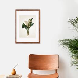 Antique Botanical Art Print Poster Vintage Wall Flowers Floral Lily Of The Valley Nature Leaf Plant Illustration Victorian Beautiful A3 - thumbnail 3