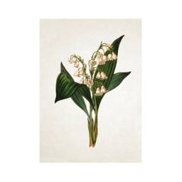 Antique Botanical Art Print Poster Vintage Wall Flowers Floral Lily Of The Valley Nature Leaf Plant Illustration Victorian Beautiful A3 - thumbnail 1