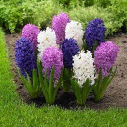 Tile Hyacinth Cast. Botanical Decorative Unique Plaster Wall Art Frame Wood Concrete Impression Pressed Flowers Eco Friendly - thumbnail 4
