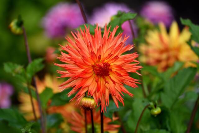 Digital Download Wall Art, Beautiful Orange Safflower Colorful Art - image 1