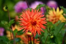 Digital Download Wall Art, Beautiful Orange Safflower Colorful Art - thumbnail 1