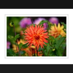 Digital Download Wall Art, Beautiful Orange Safflower Colorful Art - thumbnail 2