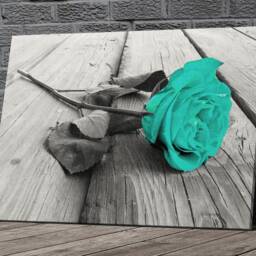 Teal Rose On Black & White Canvas Framed Glossy Coated Premium With Metal Hanger Various Sizes Green Blue - thumbnail 2