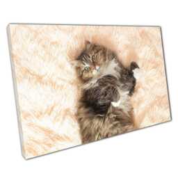 Serene Siberian Kitten Canvas Print Cozy Feline Wall Art For Home & Office Decor - thumbnail 1