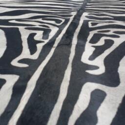 Cowhide Rug Zebra Black White 6.9 X 6.2 Ft A489 Peau De Zebre Piel Vaca Impresa Cebra - thumbnail 2