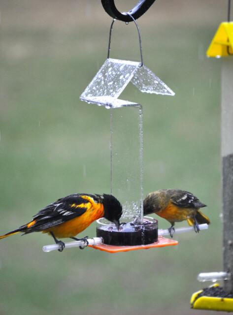 Oriole Jelly Feeder Or-1J By Peter's Feeders Feed Orioles Delicious Jelly All Summer Long - image 1