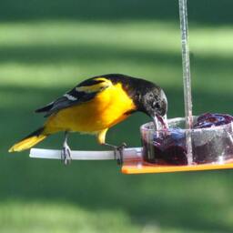 Oriole Jelly Feeder Or-1J By Peter's Feeders Feed Orioles Delicious Jelly All Summer Long - thumbnail 3