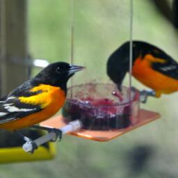 Oriole Jelly Feeder Or-1J By Peter's Feeders Feed Orioles Delicious Jelly All Summer Long - thumbnail 2