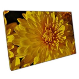 Vibrant Golden Chrysanthemum Canvas Elegant Floral Wall Art For Home & Office Decor - thumbnail 1