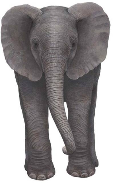 Elephant Wall Decal - image 1