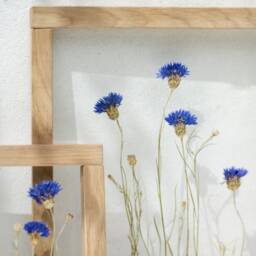 Framed Wall Art Set - Botanicals Dried Flowers Real Pressed Flowers Glass Hanging Frame Flower Frame Wall Decor - thumbnail 3