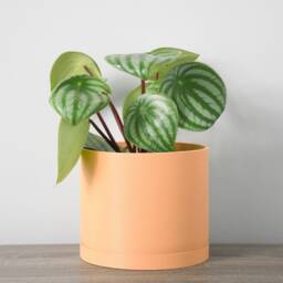 "Minimalist Planter With Drainage & Saucer in Orange Sherbet, Unique 3D-Printed Plant Pot, Sizes 4"" 5"" 6"" 7"" 8" - thumbnail 3