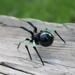 Uranium Glass Spider Surprise Vaseline Figurine Uv Black - thumbnail 4