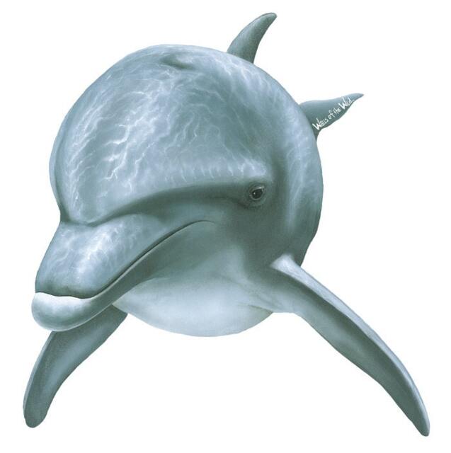 Dolphin Front Wall Decal - image 1