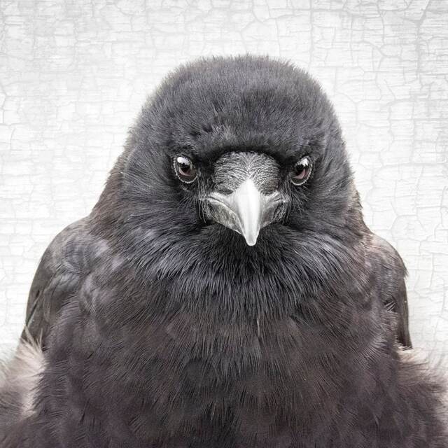 Signed Crow Photograph, Antique Silvery Grey Texture, Fine Art Print - image 1