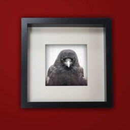 Signed Crow Photograph, Antique Silvery Grey Texture, Fine Art Print - thumbnail 3