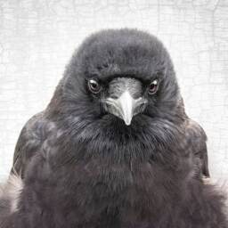 Signed Crow Photograph, Antique Silvery Grey Texture, Fine Art Print - thumbnail 1