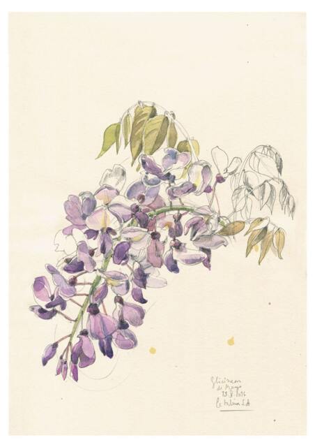 Violet Wisteria #2 Watercolour Pencil Drawing, Botanical Print Of Blossom, Floral Art By Catalina - image 1