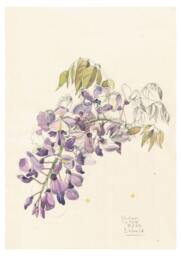Violet Wisteria #2 Watercolour Pencil Drawing, Botanical Print Of Blossom, Floral Art By Catalina - thumbnail 1
