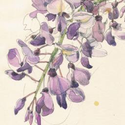 Violet Wisteria #2 Watercolour Pencil Drawing, Botanical Print Of Blossom, Floral Art By Catalina - thumbnail 3