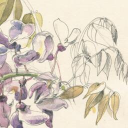 Violet Wisteria #2 Watercolour Pencil Drawing, Botanical Print Of Blossom, Floral Art By Catalina - thumbnail 2