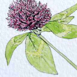 Vermont State Flower Map Watercolor Red Clover - Art Print Wall Graduation Wedding Realtor Moving Gift New England Floral - thumbnail 3
