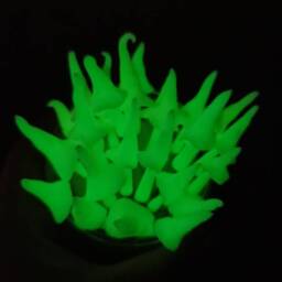Set Of Six, Magic , Glow in The Dark Mushrooms, Unusual Fairy Garden Decoration Plant Pot Decor - thumbnail 3
