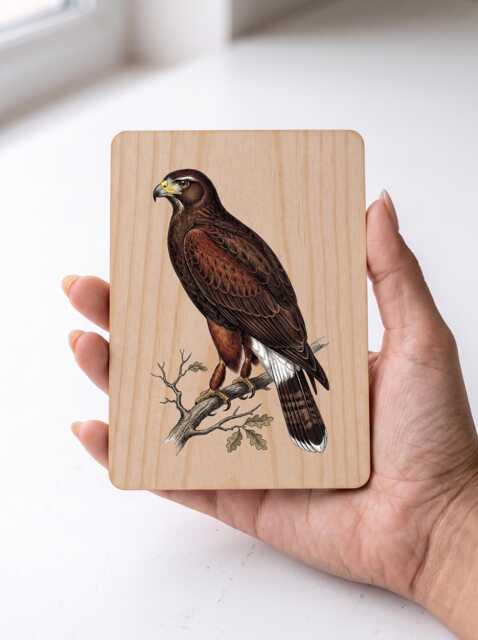 Harris's Hawk Art Print - Vintage Falconry Bird Of Prey Pine Wooden Postcard Wall - image 1
