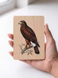 Harris's Hawk Art Print - Vintage Falconry Bird Of Prey Pine Wooden Postcard Wall - thumbnail 1