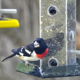 Sunflower Seed Bird Feeder All Purpose, 6-station - thumbnail 3