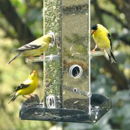 Sunflower Seed Bird Feeder All Purpose, 6-station - thumbnail 4