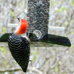 Sunflower Seed Bird Feeder All Purpose, 6-station - thumbnail 2