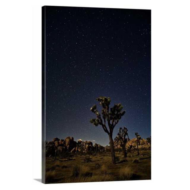 Joshua Tree Stars - National Park California - Poster Or Canvas - image 1