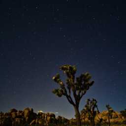 Joshua Tree Stars - National Park California - Poster Or Canvas - thumbnail 2