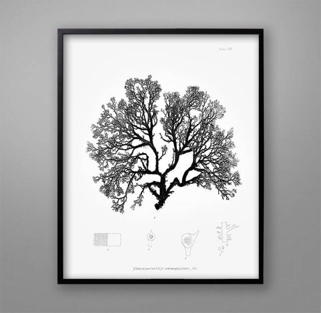 Botanical Seaweed Print 1859 Nautical Wall Art - image 1